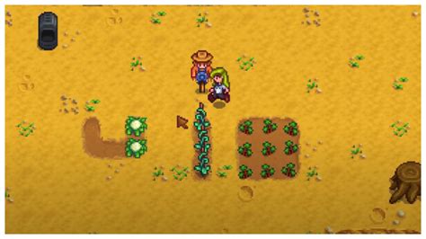 where to find cauliflower in stardew valley.
